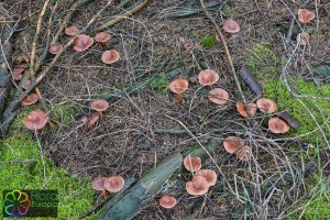 Lactarius hepaticus (1) (1200 x 800).jpg_product_product_product_product_product